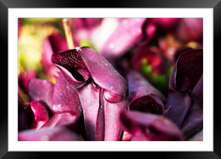 Purple Pitcher  Framed Mounted Print by Sammy Pea
