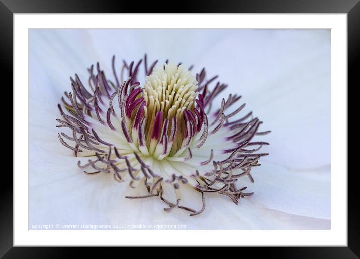 White Clematis Framed Mounted Print by Graham Hazlegreaves