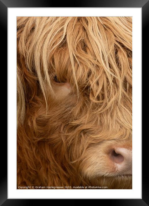 Highland Cow Framed Mounted Print by Graham Hazlegreaves
