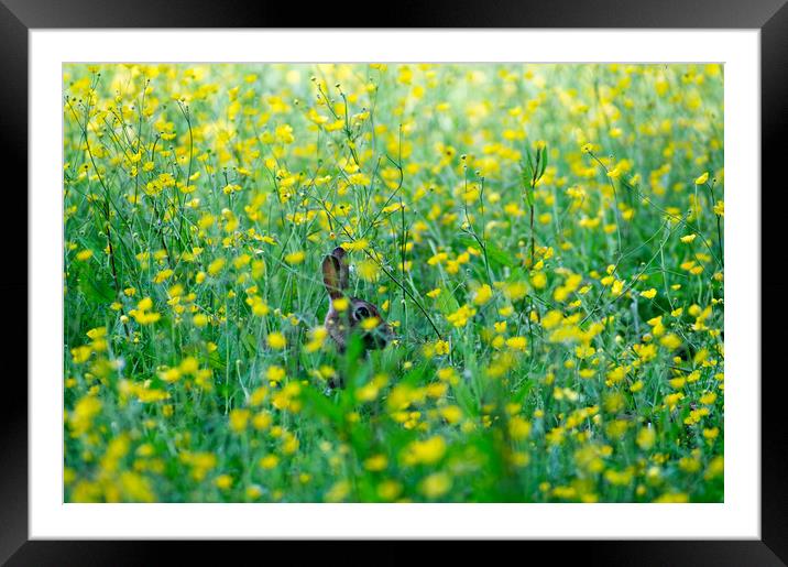 Buttercup Ears Framed Mounted Print by Kevin Arscott