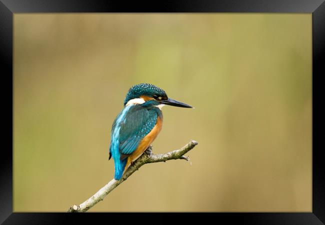Kingfisher Hunting Framed Print by Kevin Arscott