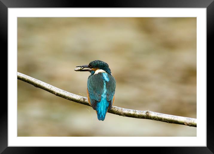 Kingfisher having lunch Framed Mounted Print by Kevin Arscott