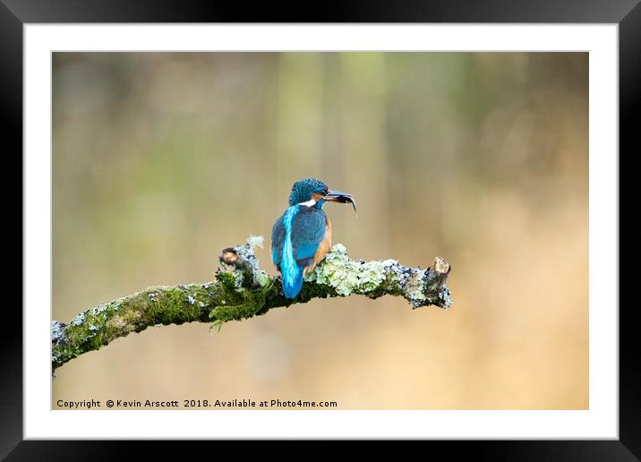 Kingfisher with fish Framed Mounted Print by Kevin Arscott