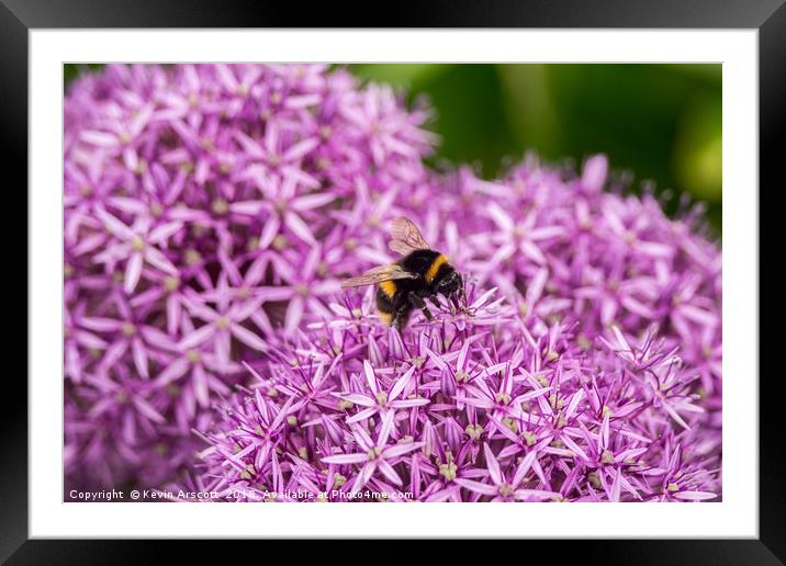 Bee on purple flowers Framed Mounted Print by Kevin Arscott