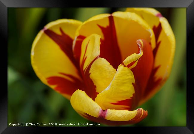 Red and Yellow Tulip Framed Print by Tina Collins