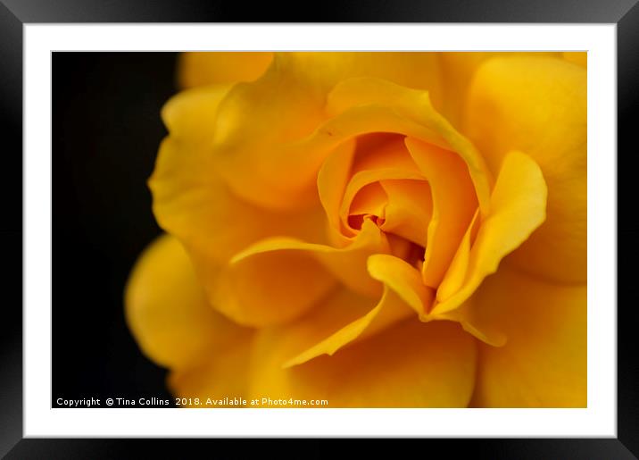 Yellow Rose Framed Mounted Print by Tina Collins