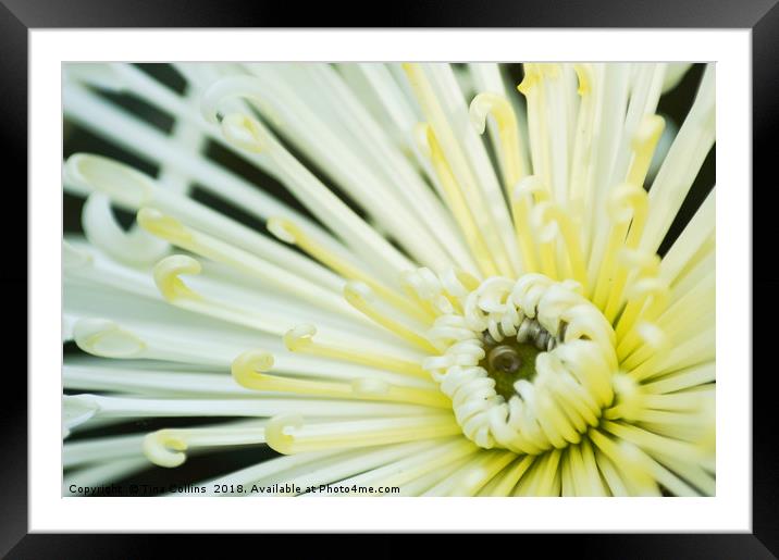 Dahlia White Star Framed Mounted Print by Tina Collins