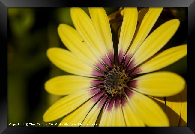 African Daisy Framed Print by Tina Collins