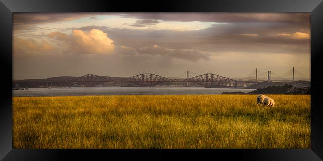 Two Sheep and Three Forth Bridges Framed Print by Keith Rennie
