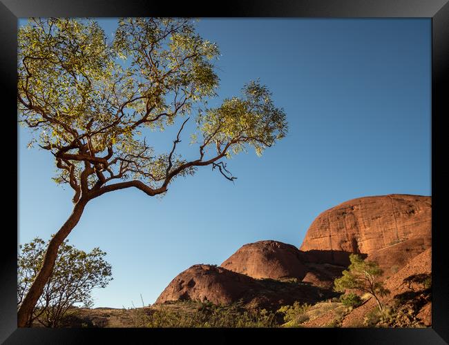 Valley of the Wind, Kata Tjuta in the morning sun  Framed Print by Sophie Shoults