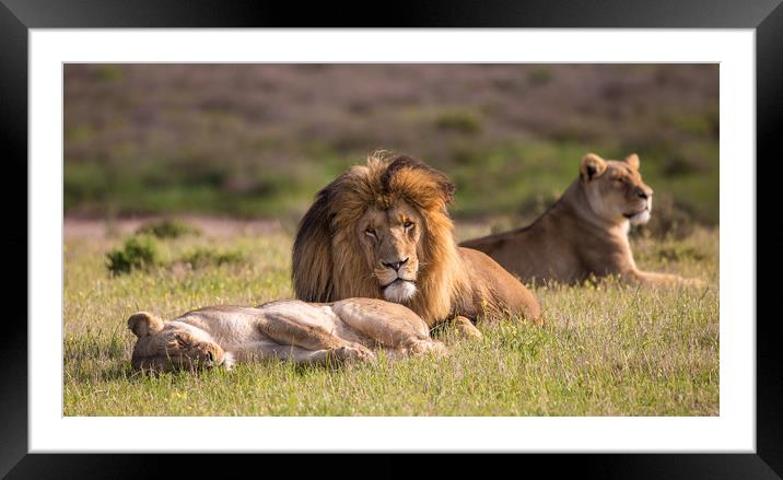 the Lion King and his wives repose in the wild  Framed Mounted Print by Childa Santrucek