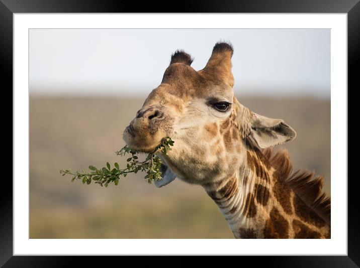 Giraffe snacktime Garden Route Game Lodge S Africa Framed Mounted Print by Childa Santrucek