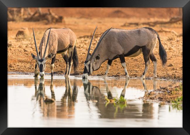Oryx antelope drinking at the waterhole Framed Print by Childa Santrucek