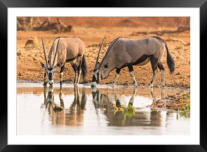 Oryx antelope drinking at the waterhole Framed Mounted Print by Childa Santrucek