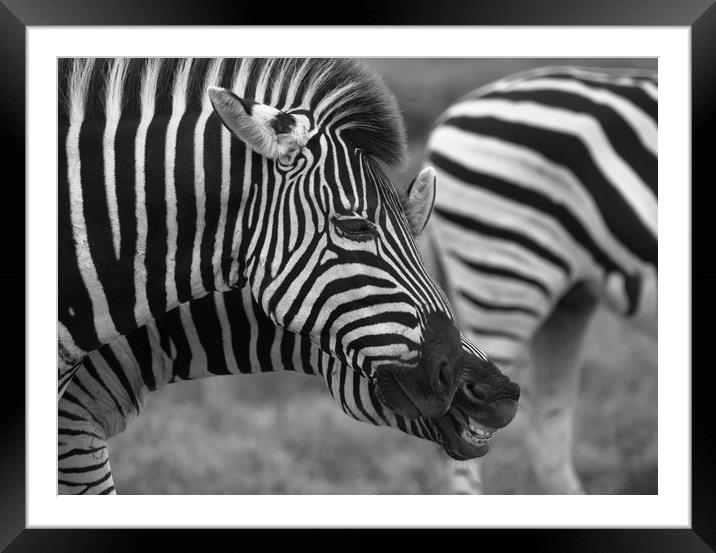 Zebras communicating with each other in the wild  Framed Mounted Print by Childa Santrucek