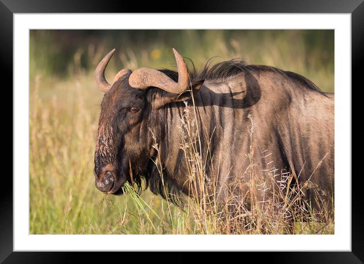 portrait of a Gnu or Blue Wildebeest in the wild Framed Mounted Print by Childa Santrucek