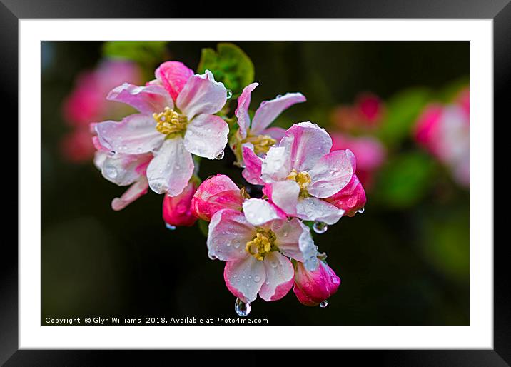 Apple blossom after a rain shower. Framed Mounted Print by Glyn Williams