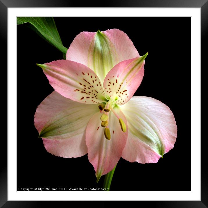 Alstroemeria in pink Framed Mounted Print by Glyn Williams