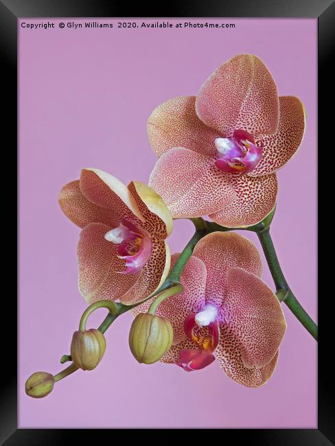 Salmon pink orchid flowers Framed Print by Glyn Williams