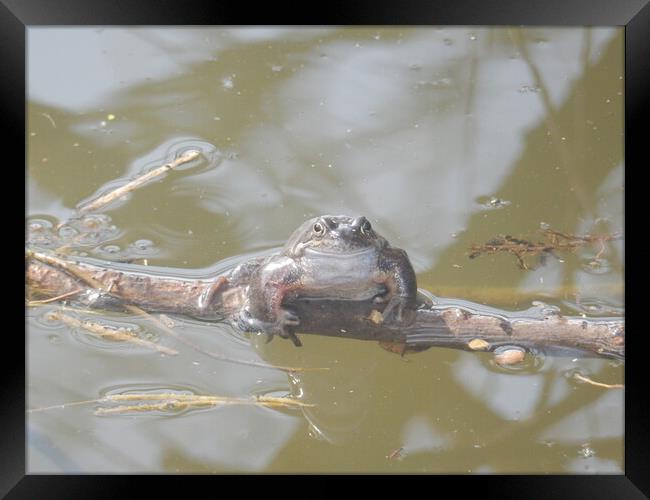 Serene Amphibian in its Natural Habitat Framed Print by Simon Hill