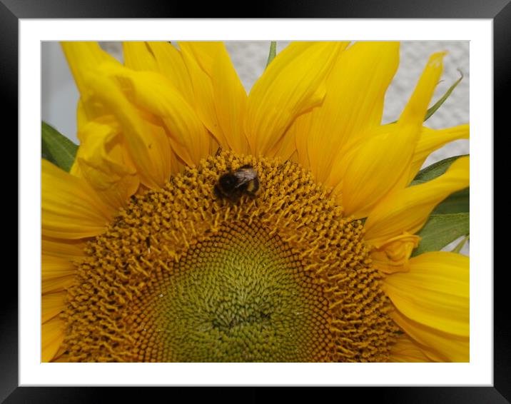 Sunflower Symphony Framed Mounted Print by Simon Hill