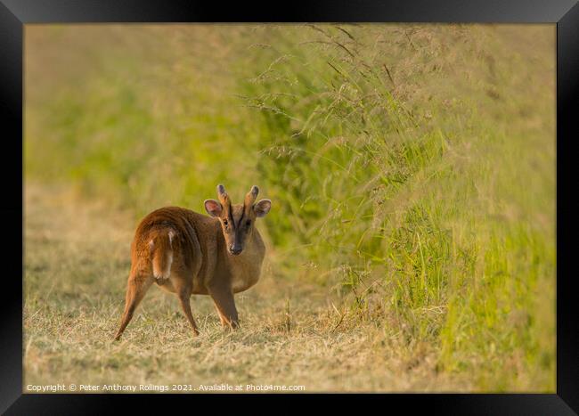 Young Muntjac Framed Print by Peter Anthony Rollings