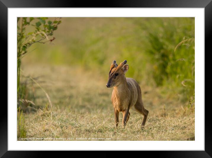 Young Muntjac Framed Mounted Print by Peter Anthony Rollings