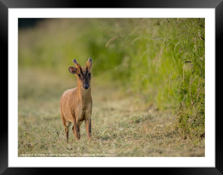 Young Muntjac Framed Mounted Print by Peter Anthony Rollings