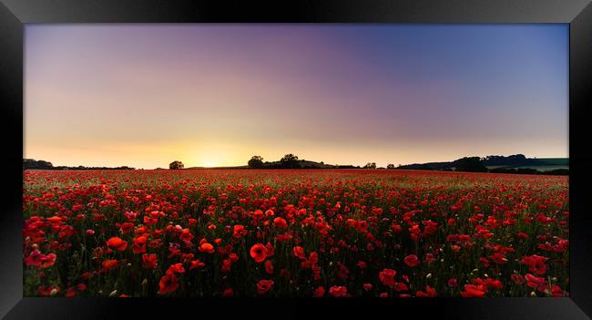 Poppy Heaven Framed Print by Peter Anthony Rollings