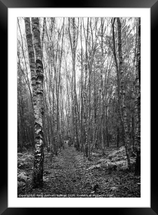 Through The Birches Framed Mounted Print by Peter Anthony Rollings