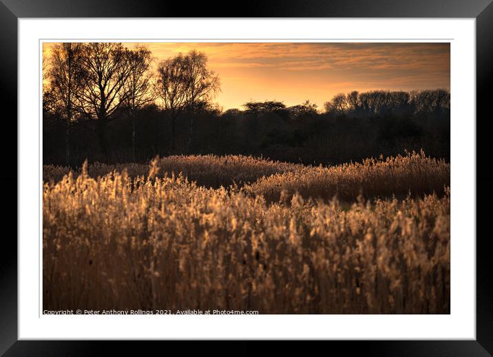 Last light over the Reeds Framed Mounted Print by Peter Anthony Rollings