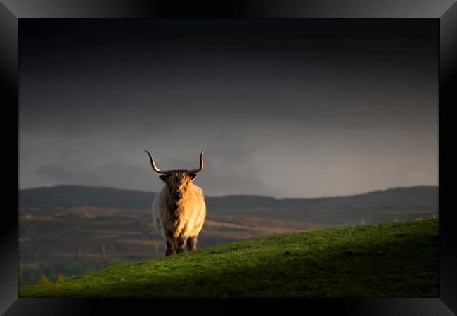 Last bull standing Framed Print by Frank Heumann