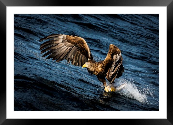 Sea-Eagle Freija Framed Mounted Print by Frank Heumann