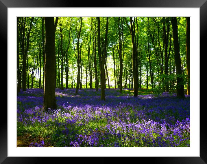 Bluebell Wood Basingstoke Framed Mounted Print by Nick Keown