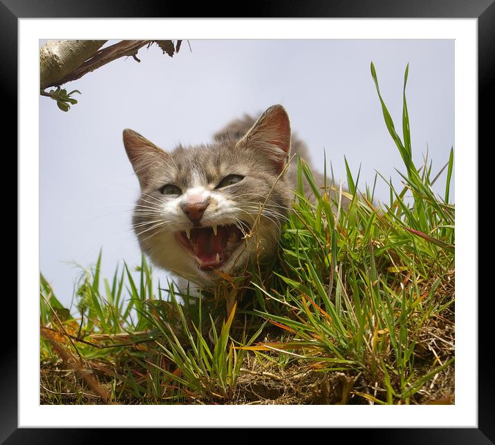 Cat having fun Framed Mounted Print by Nick Keown