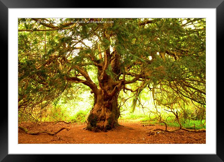 Yew Tree Framed Mounted Print by Nick Keown