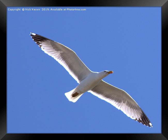 Seagull taken over the Bay of Cadiz Framed Print by Nick Keown