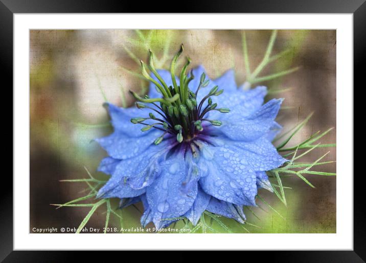 Love in a Mist Framed Mounted Print by Deborah Dey