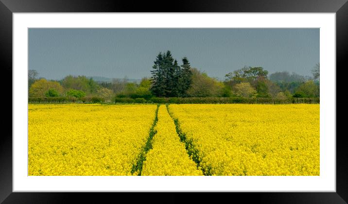 Field of Rapeseed Framed Mounted Print by Tony Swain