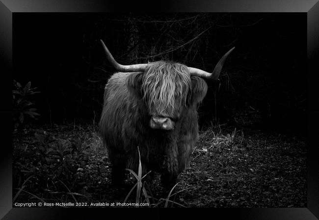 Highland Cow in the Forest Framed Print by Ross McNeillie