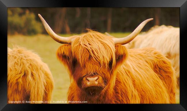 Highland Cattle Framed Print by Ross McNeillie