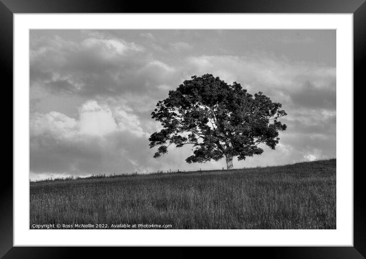 A lone Ash Tree Framed Mounted Print by Ross McNeillie
