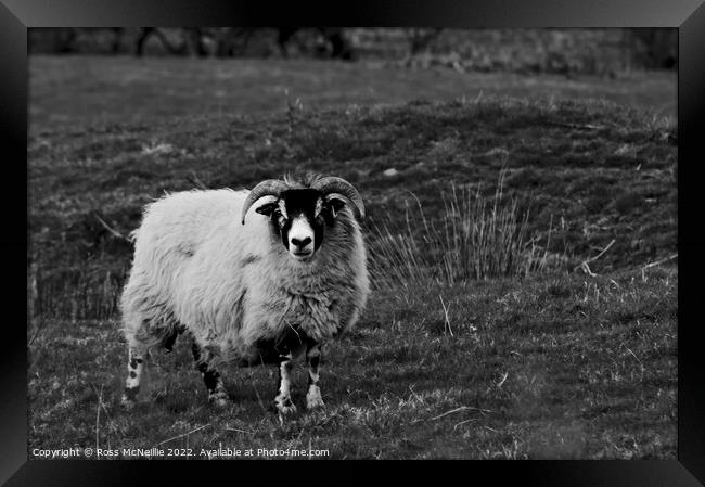 Sheep in Monochrome Framed Print by Ross McNeillie