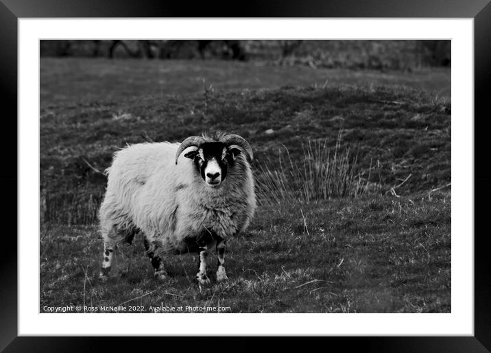 Sheep in Monochrome Framed Mounted Print by Ross McNeillie