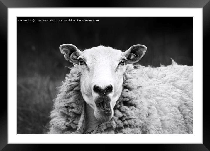 Talking Sheep Framed Mounted Print by Ross McNeillie