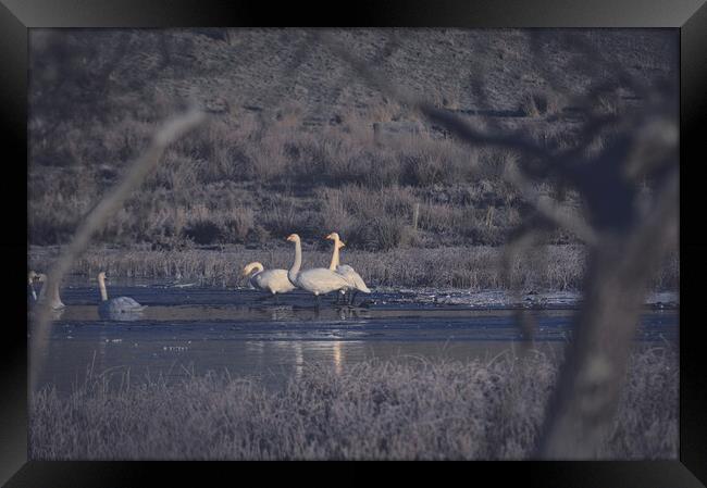 Swans on a frozen loch  Framed Print by Ross McNeillie