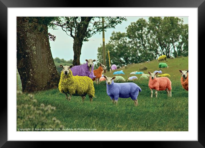 Flock of Colour I Framed Mounted Print by Ross McNeillie