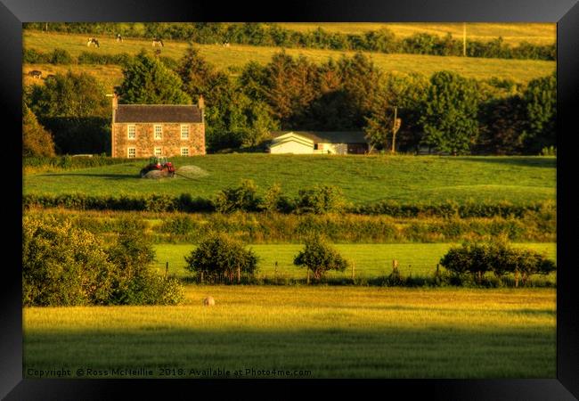 Golden Summer Fields Framed Print by Ross McNeillie