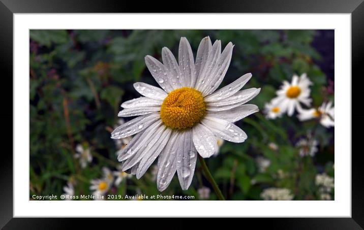 The Big Daisy Framed Mounted Print by Ross McNeillie