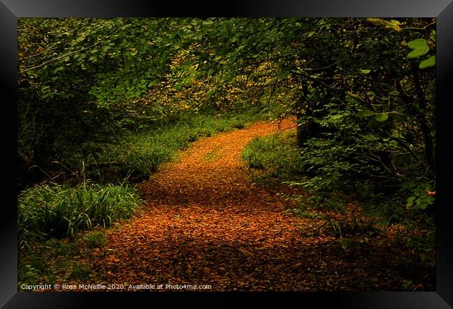 The Enchanting Autumn Trail Framed Print by Ross McNeillie